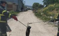 Kütahya'da yılan avı!