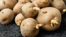 Hemen yeşeriyor ve filizleniyor mu? Patatesler bu meyve ile haftalarca taş gibi kalacak
