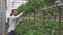 Depremde serası yıkılan çiftçi yeniden üretime başladı