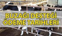 BUZAĞI DESTEĞİ ÖDEMELERİ YATTI MI, ne zaman yatacak? 2025 yılı 1. dönem buzağı desteği sorgulama nasıl, nereden yapılır?