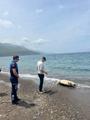 Datça sahilinde ölü caretta caretta bulundu