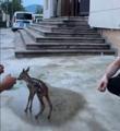 Bitkin yavru karaca, Emniyet Müdürlüğü'ne sığındı
