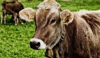 KURBAN NE ZAMAN KESİLİR? Kurban kesimi ne zaman başlar, ne zaman biter? Arefe günü kurban kesilir mi?