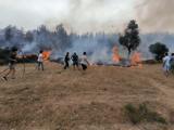 Muğla'da yılın ilk 6 ayında 380 anız yangınına müdahale edildi
