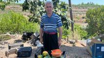 Alanya'da papaya hasadı başladı