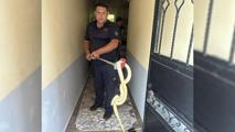 Yer: Balıkesir! Ev sahibi dev yılanla karşılaşınca şoke oldu
