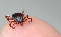 Kene haberleri 🕷 İstanbul'da kene var mı? İstanbul'daki keneler zararlı mı, zararsız mı?
