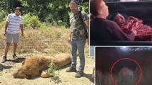 Antalya'da aslan saldırısı! Kafesinden kaçtı, bir kişiyi ağır yaraladı