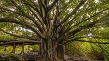 Bazıları 50 yıl yaşıyor, bazıları binlerce yıl: Dünyanın en yaşlı ağacı hangisi?
