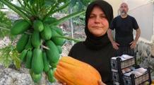 Alanya’da hasat başladı! Kilosu 90 TL