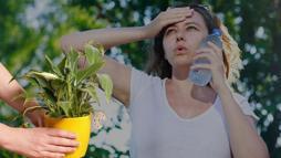 Klimasız serinlik saksıyla mümkün! Odaya yerleştirin, yapraklarından ferahlık gelsin