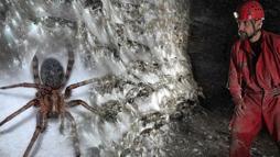 Binlerce örümceğin bu mağarada ne işi var? Yemek kavgası yok: Aynı ağda yaşıyorlar