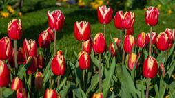 Bahçede lale devri yaşatmak isteyen şimdiden eksin! Kimsenin bilmediği detay