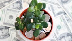 Japonların evinden eksik etmediği tek çiçek! Girişe koyun, enerjiyi değiştiriyor