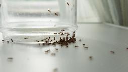 Karıncalara davetiye çıkaran hata! Yem tuzağı ile koloninin kalbine ulaşın