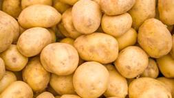 Toprağın altından çıkan gizli servet! Hasat zamanı zengin ediyor