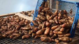 Hasattan sonra yapılan bu hata patatesleri çürütüyor! Aylarca süren tazeliğin sırrı