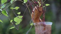 Saksıda 10 kat hasat veriyor! Balkon tarımı devrede, evi tarlaya çevirin