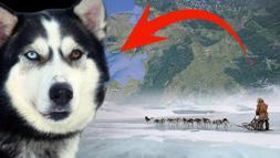 Yüzlerce insanı bir köpek kurtardı! Eksi 30 derecede bin kilometrelik ölüm koşusu