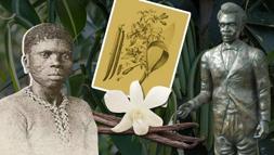 Çocuk kölenin parmaklarından vanilya döküldü! Arıları taklit edip elle üretti, adı gizlendi