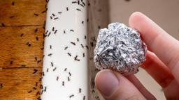 Doğal karınca savar! Alüminyum folyo karıncaları öldürmeden uzaklaştırıyor