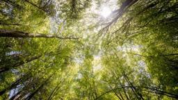 ORMAN GİRİŞ YASAĞI OLAN İLLER 2024: Hangi illerde ormana girişler yasaklandı? Ormanlara giriş yasağı ne zaman bitecek?
