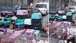 İstanbul'da akıl almaz olay: Dairede ölüme terk edilmiş 85 kedi bulundu