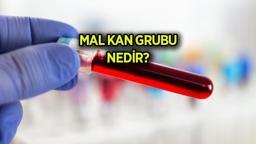 MAL kan grubu nedir? MAL açılımı nedir? Mal kan grubu kimlerde var, özellikleri neler?