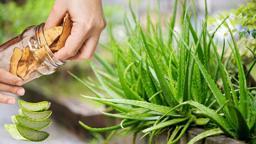 1 kaşık tozu bile aloe verayı coşturuyor! Patır patır yavrulayacak, fırına atın