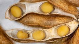 Proteini tavuktan bile daha yüksek! Soya fasulyesinde proteinden geçilmiyor