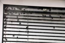 Boş ofiste yüzlerce sinek gören vatandaşlar, polisi alarma geçirdi