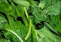 Ispanağı sakın pişirmeyin!