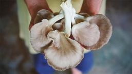 Bilim insanları açıkladı: Mantarı mutlaka bu şekilde pişirin