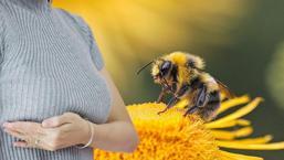 Bal arısı meme kanserini tarihe gömebilir! Resmen yok etti