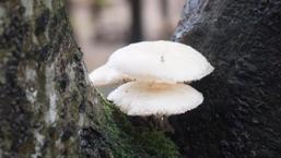 Zehirli mantarı ayırt etmenin yolu var mı? Türkiye'nin önde gelen uzmanı açıkladı...