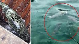 Son dakika... Antalya'da balon balığı sürüsü görüntülendi! Tedirgin eden anlar...