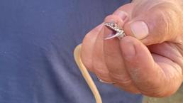 Son dakika haberi... Şimdi de Çanakkale! Bahçeye çıktı, yılanı görünce şaştı kıaldı