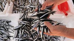 Balıkçı da vatandaş da bunu soruyor! Cevap geldi: Tezgaha etkisi...