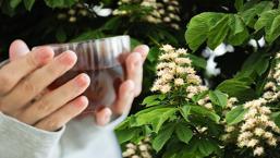 Balından daha  faydalı çıktı! Kestane çiçeği çayı antioksidan deposuymuş...