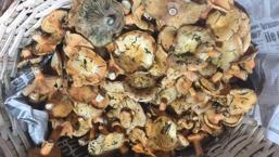 Doğada yetişen mantarları toplayıp yiyenlere önemli uyarı!