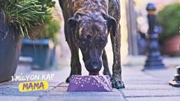 1 milyon kap mama topluyor