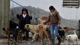 'Sokak köpekleri değil, asıl sorun...' dedi ve açıkladı!