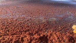 Kadıköy'de sahili yine kırmızı yosun sardı