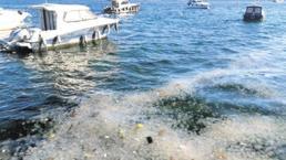 Boğaz’da şimdi de denizanası istilası