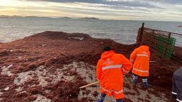Kadıköy Caddebostan sahilini yine kırmızı renkli yosunlar kapladı