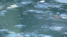 Marmara'da balıkçılığa müsilajın ardından denizanası tehdidi