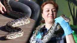 Pitonların Anası! Ölümcül yılanlara şefkatle yaklaşıyor