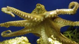 Tarihe ışık tutan 330 milyon yıllık keşif! Adını 'Biden' koydular