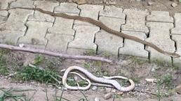 Eve giren 1,5 metrelik yılan ekipler tarafından çıkarıldı