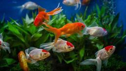 Balık İsimleri 2025: Akvaryum Balıklarına Verilebilecek İsim Önerileri